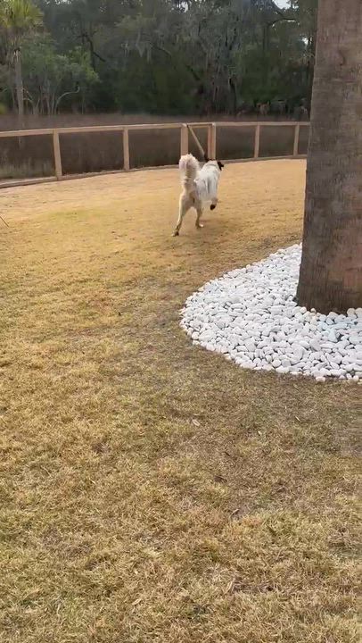 Enlarge Birdie Bam, a Adoptable mixed breed in Wando, SC video 2/6