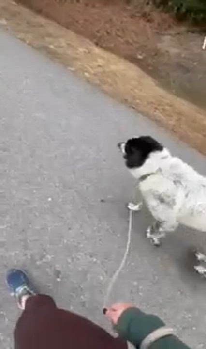 Enlarge Birdie Bam, a Adoptable mixed breed in Wando, SC video 5/6