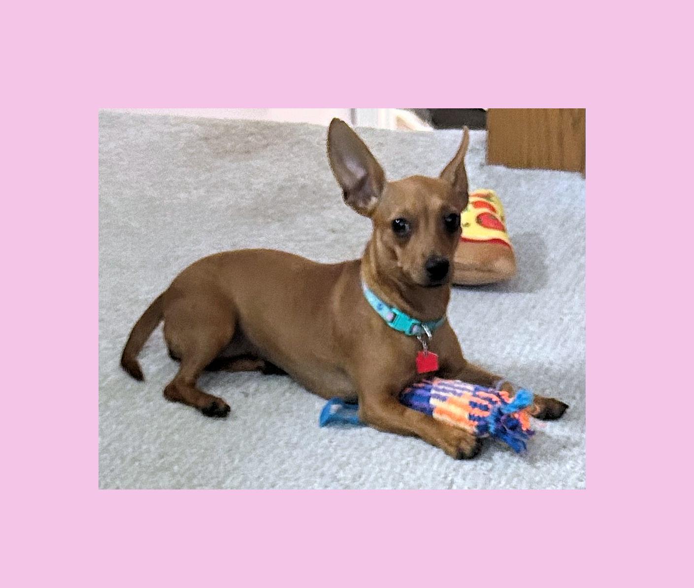 Paprika, a ADOPTABLE mixed breed in Lake Geneva, WI image 2/6