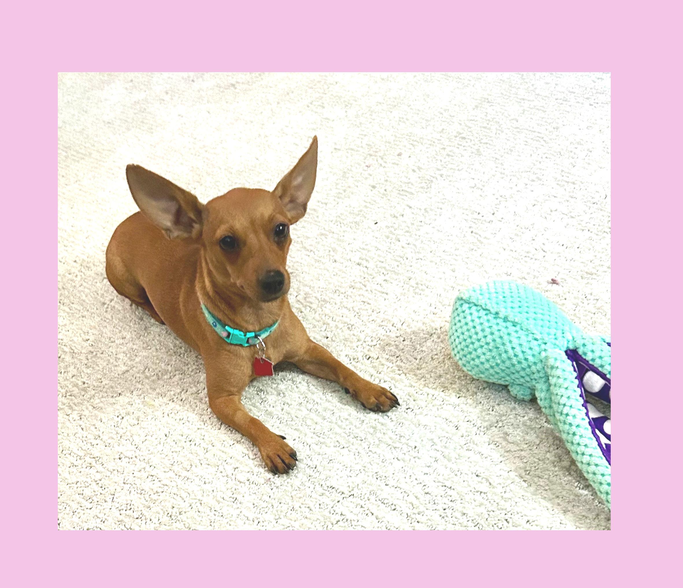 Paprika, a ADOPTABLE mixed breed in Lake Geneva, WI image 5/6