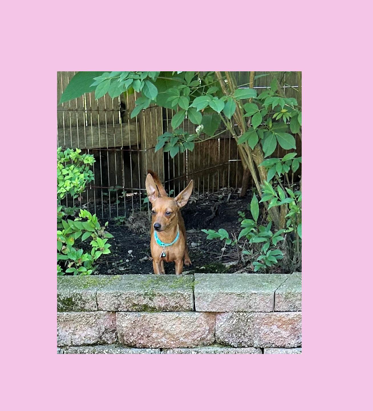 Paprika, ADOPTABLE, Young Female Chiweenie & Miniature Dachshund.