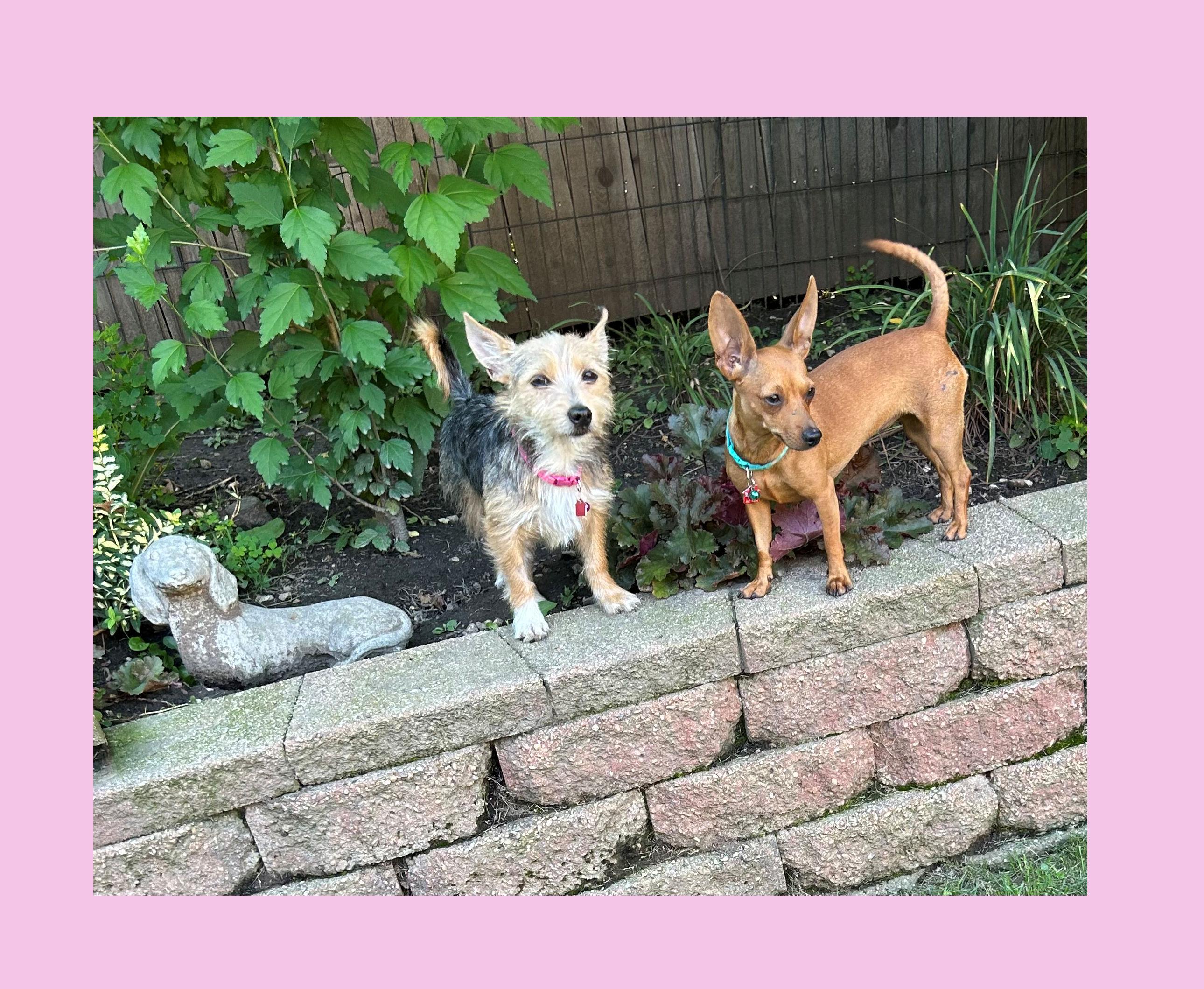 Paprika, a ADOPTABLE mixed breed in Lake Geneva, WI image 3/6