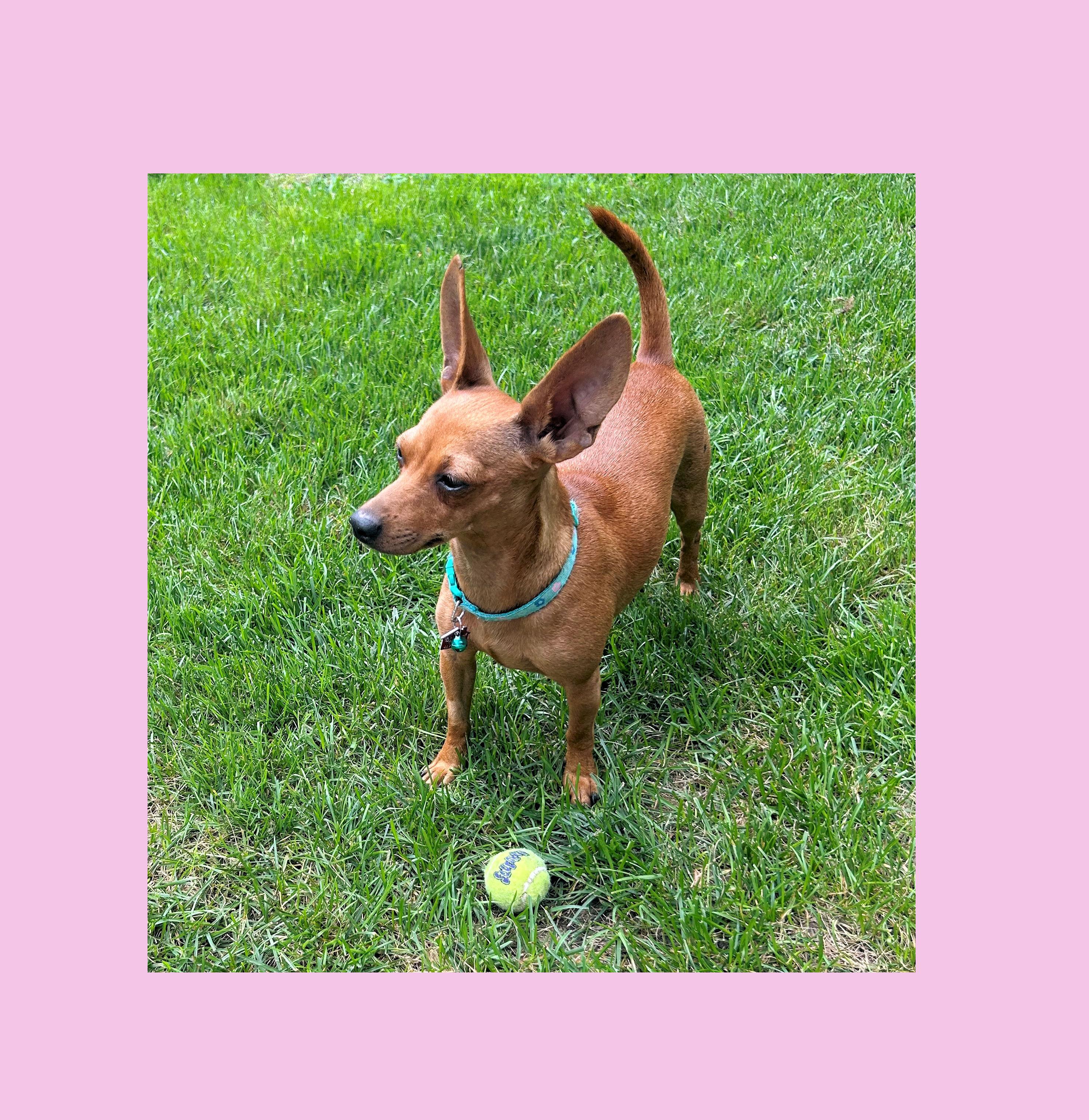 Paprika, a ADOPTABLE mixed breed in Lake Geneva, WI image 6/6