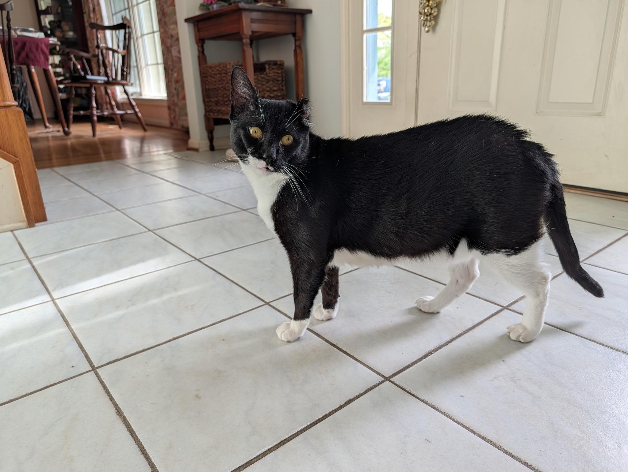 Kayden, ADOPTABLE, Adult Male Domestic Short Hair.