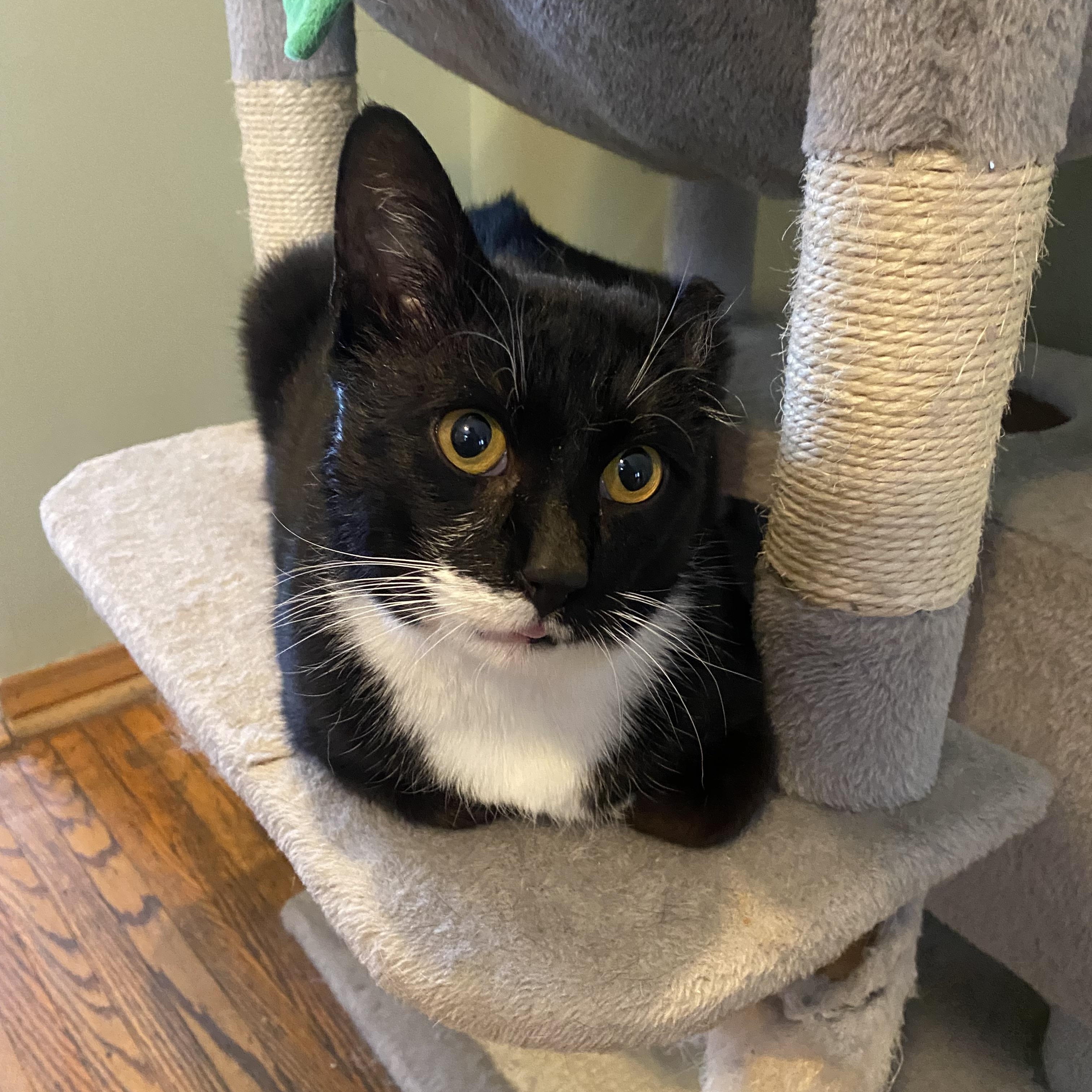 Kayden, ADOPTABLE, Adult Male Domestic Short Hair.