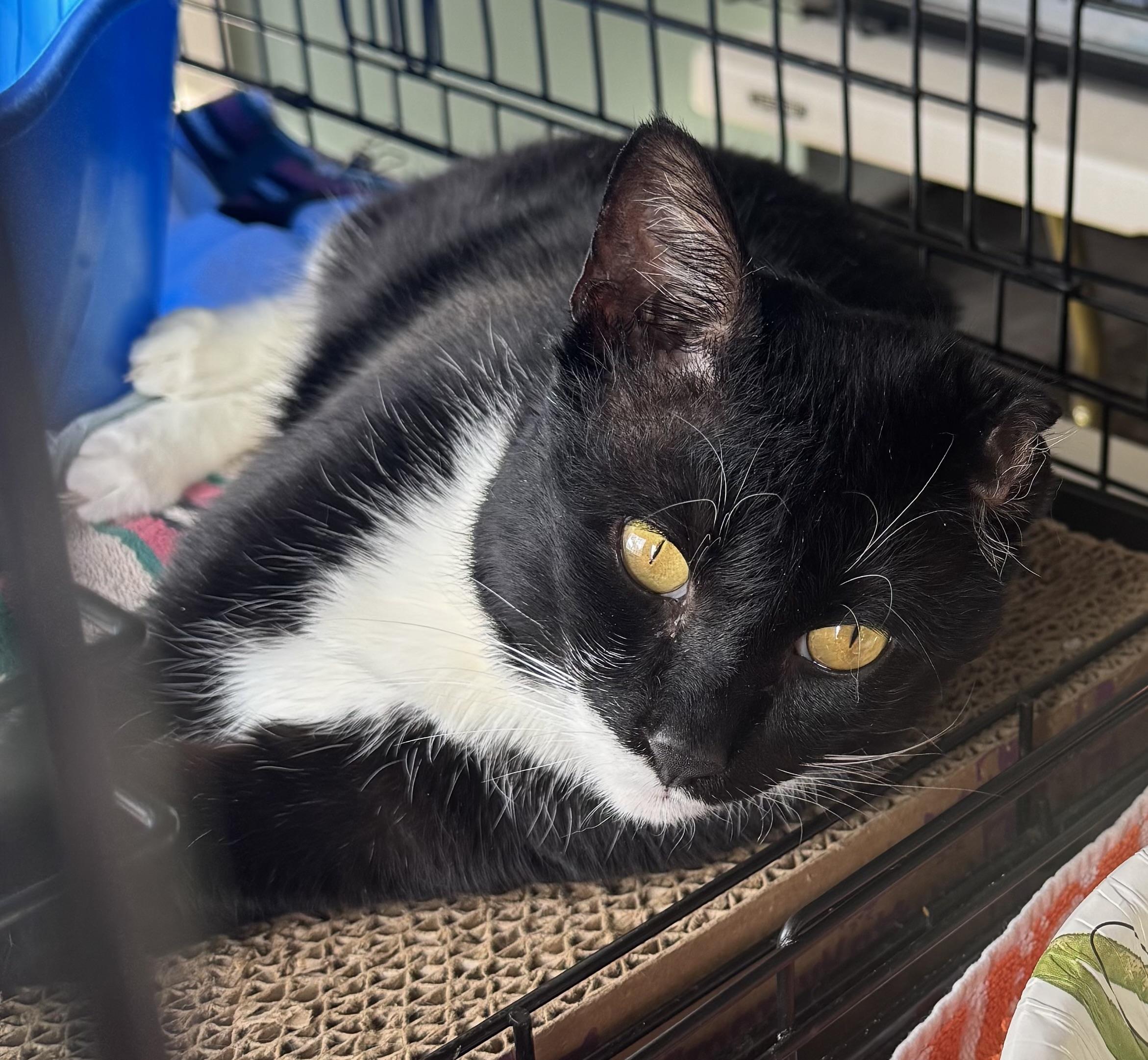 Kayden, a ADOPTABLE Domestic Short Hair in Rochester, NY image 2/2