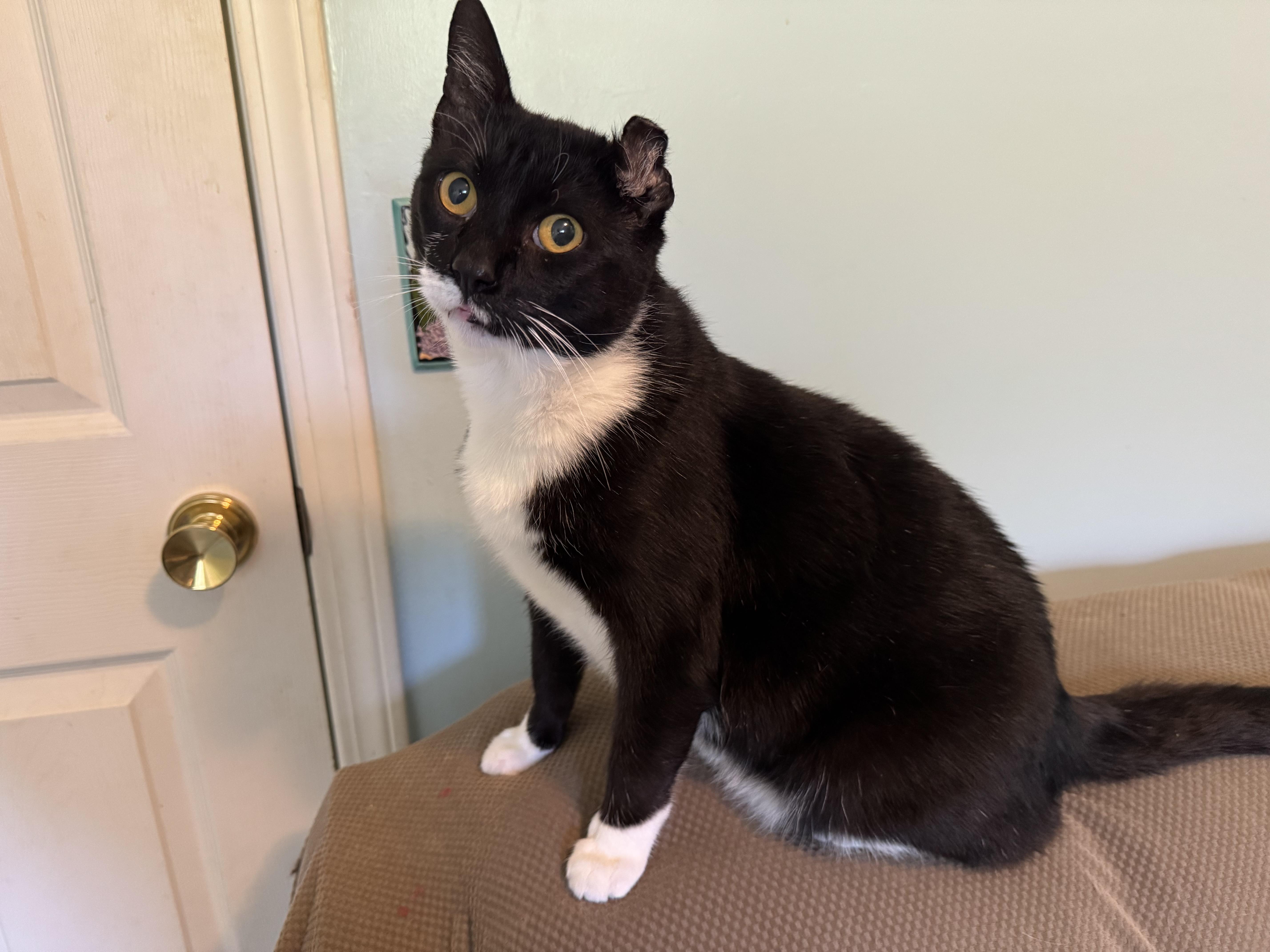 Enlarge Kayden, a ADOPTABLE Domestic Short Hair in Rochester, NY image 2/5
