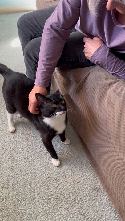 Enlarge Kayden, a ADOPTABLE Domestic Short Hair in Rochester, NY video 4/4