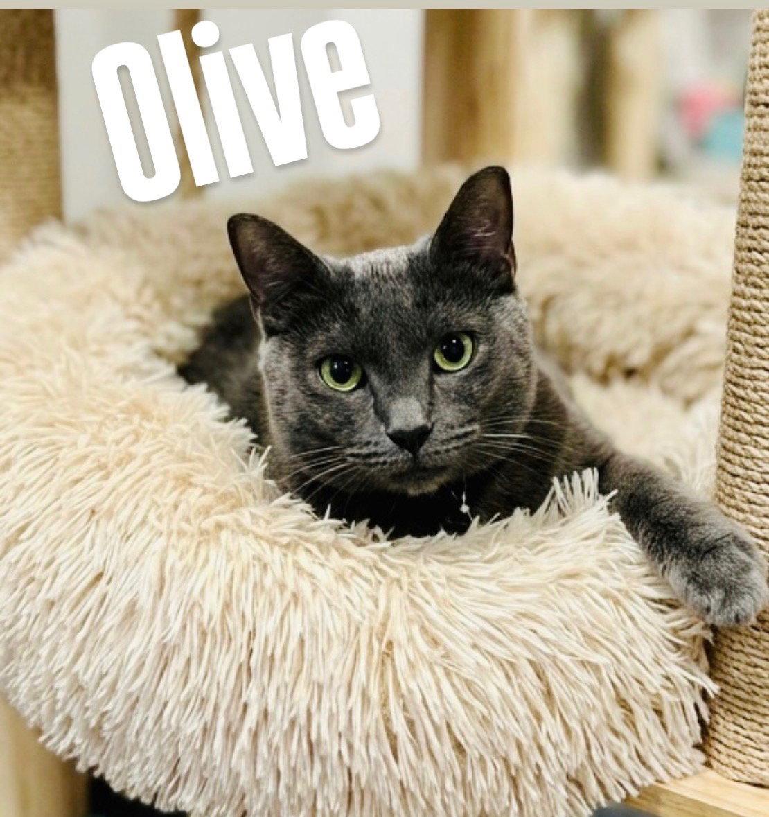 Olive, Adoptable, Young Female Domestic Short Hair.