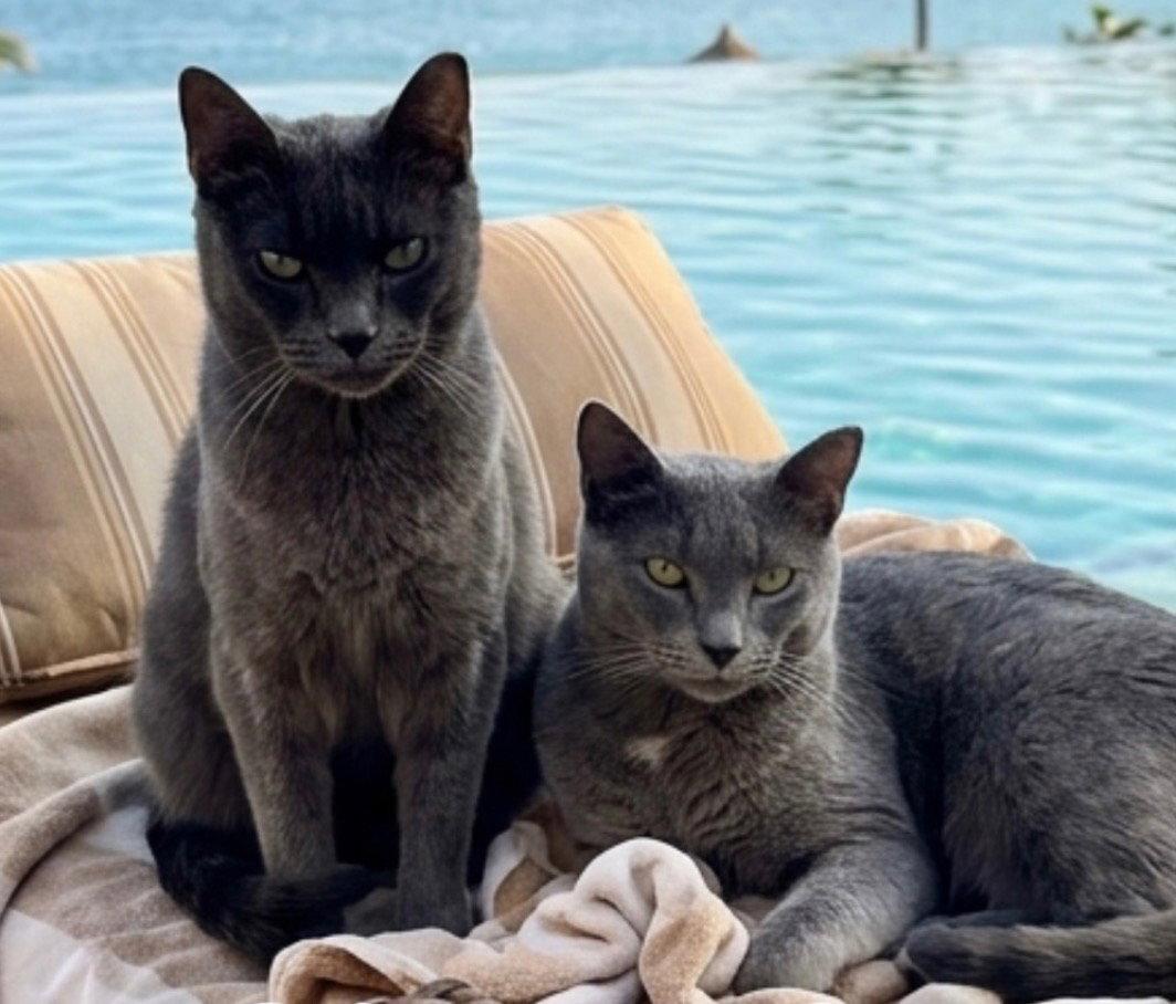 Enlarge Olive (bonded with Storm), a Adoptable Domestic Short Hair in Chandler, AZ image 2/3