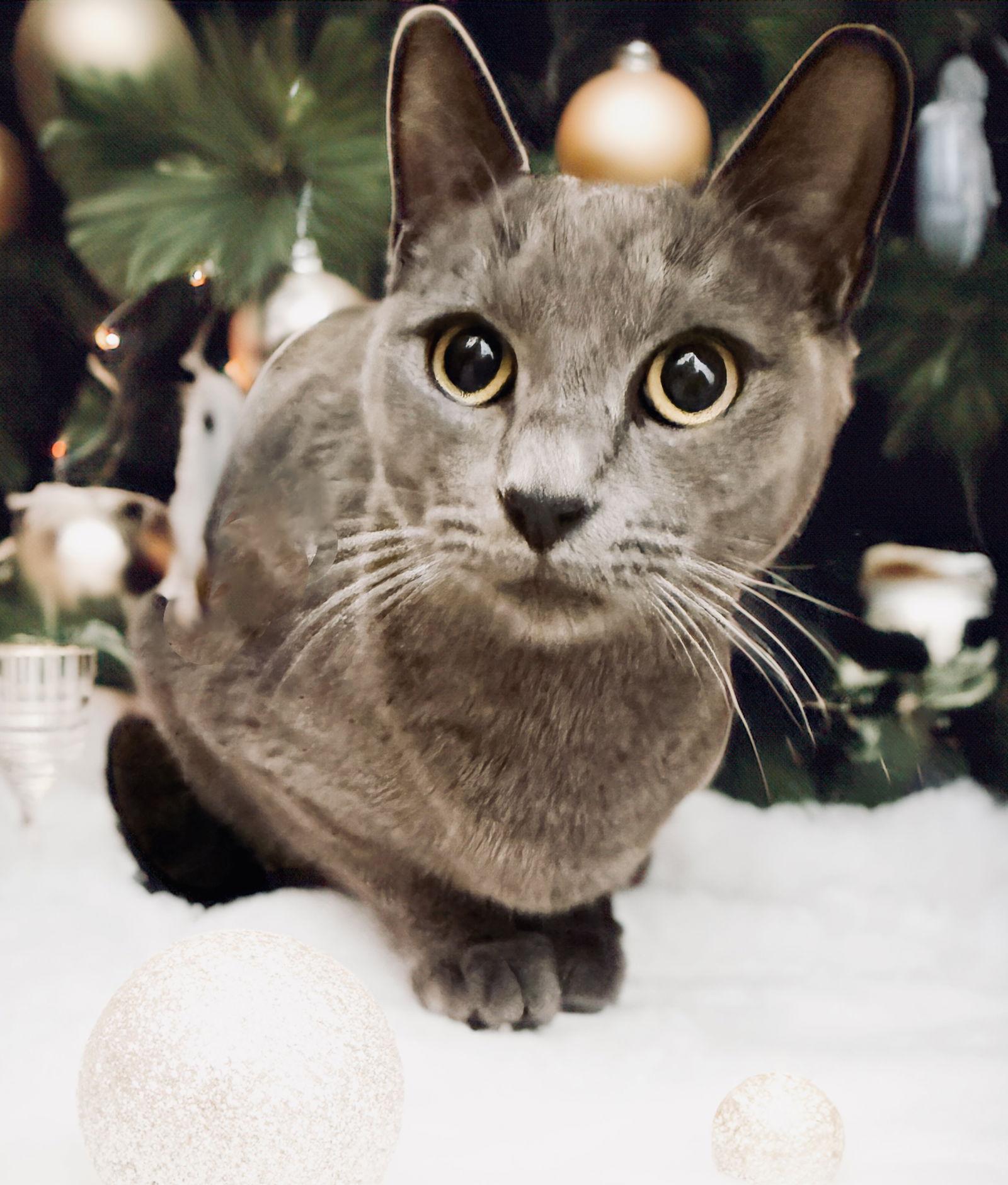 Enlarge Olive, a Adoptable Domestic Short Hair in Chandler, AZ image 1/1