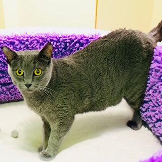 Enlarge Olive, a Adoptable Domestic Short Hair in Chandler, AZ image 2/2