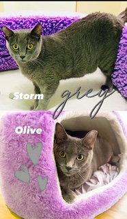 Enlarge Olive (bonded with Storm), a Adoptable Domestic Short Hair in Chandler, AZ image 3/3