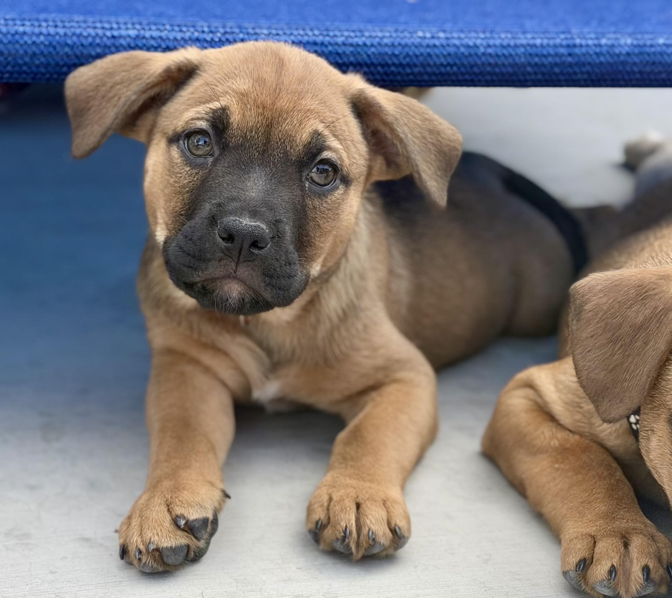 Enlarge Puppies! , a ADOPTABLE mixed breed in Las Vegas, NV image 3/4