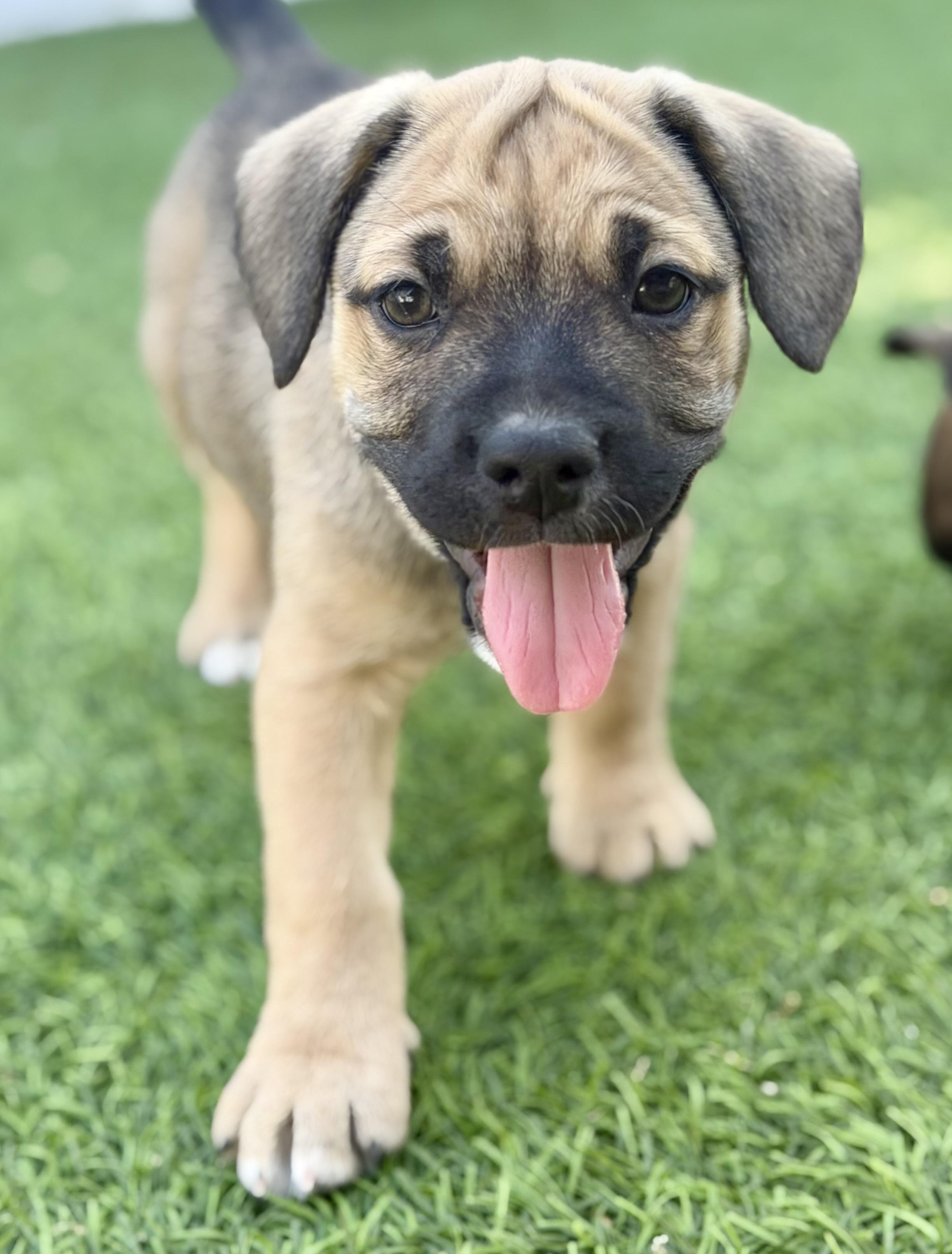 Puppies! , ADOPTABLE, Puppy Male American Bully & Australian Cattle Dog / Blue Heeler.