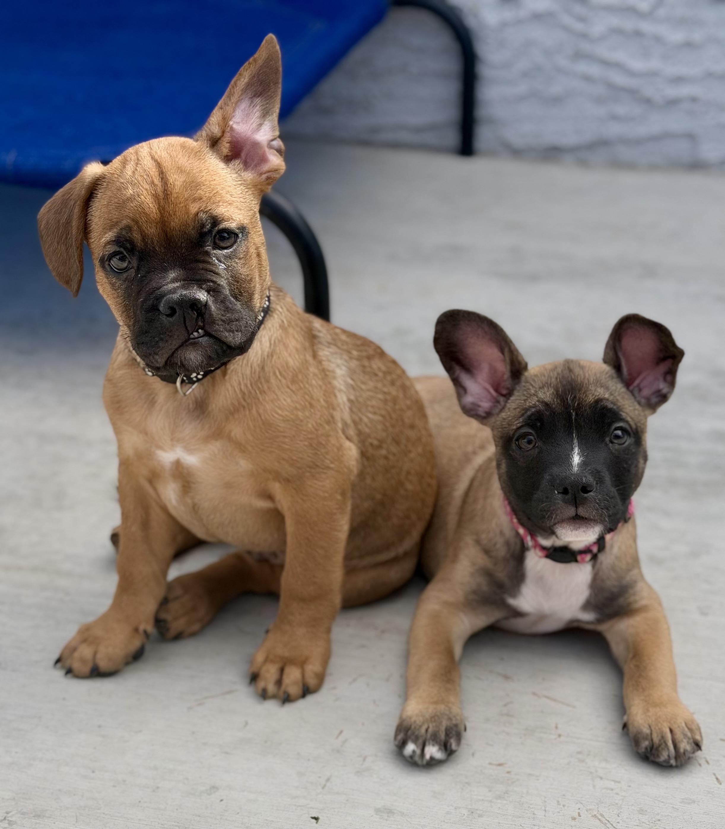 Enlarge Puppies! , a ADOPTABLE mixed breed in Las Vegas, NV image 4/4