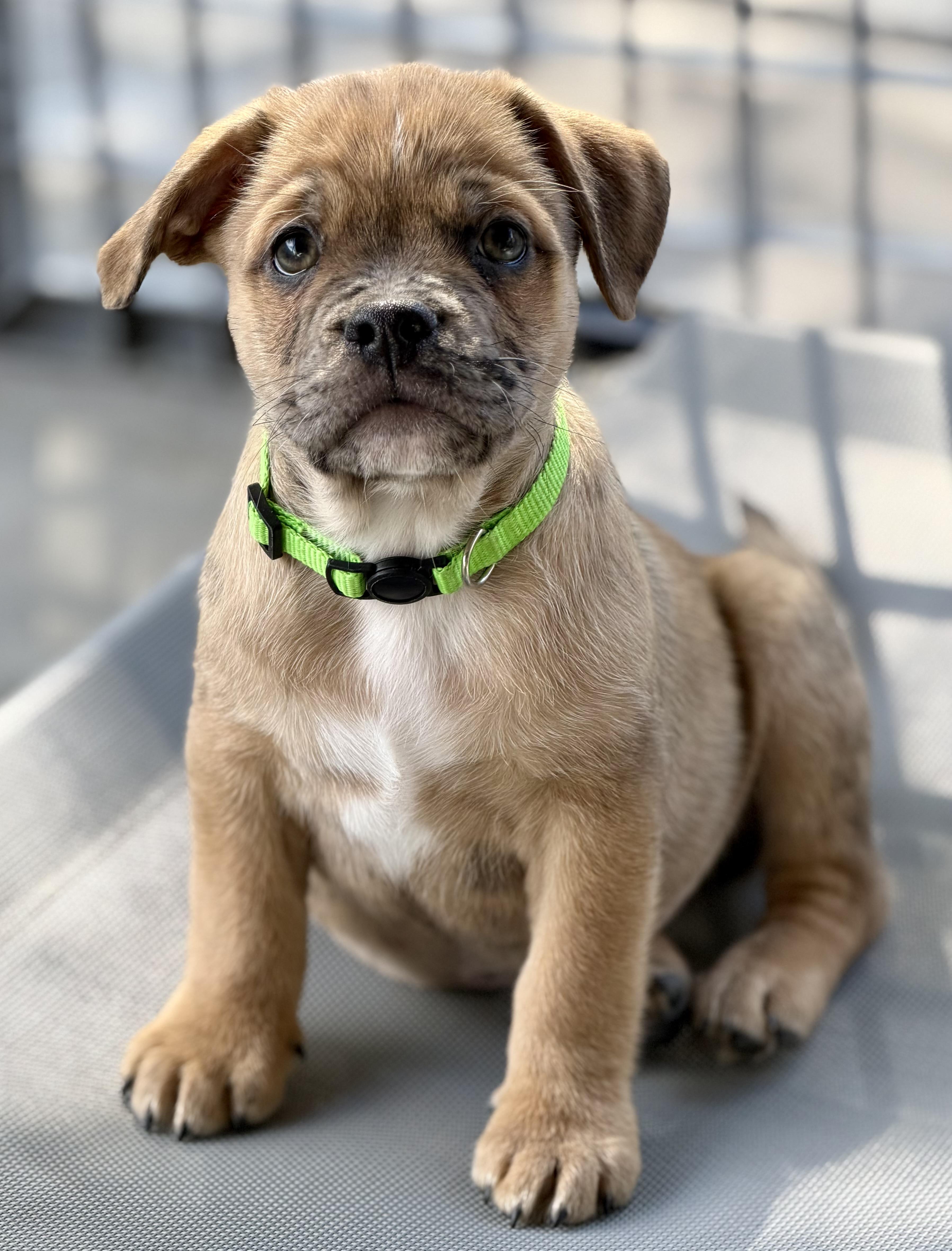 Enlarge Puppies! , a ADOPTABLE mixed breed in Las Vegas, NV image 2/4