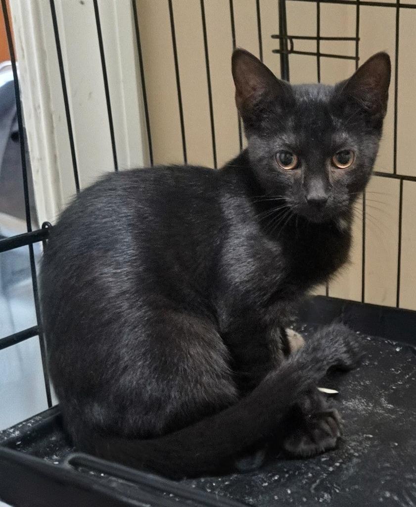 Night, Adoptable, Kitten Female Domestic Short Hair.