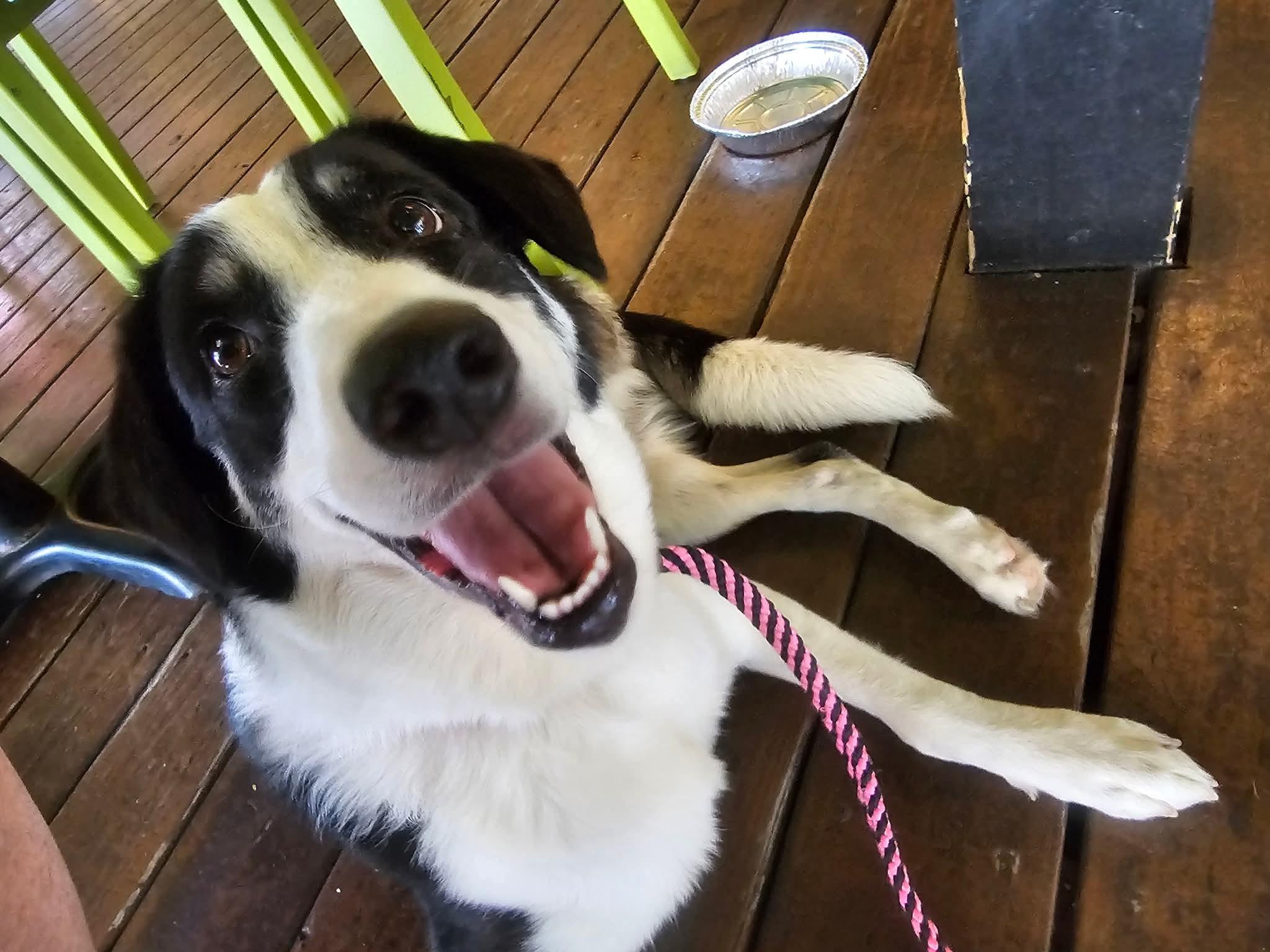 Dakota, adopted, Adult Female Border Collie.