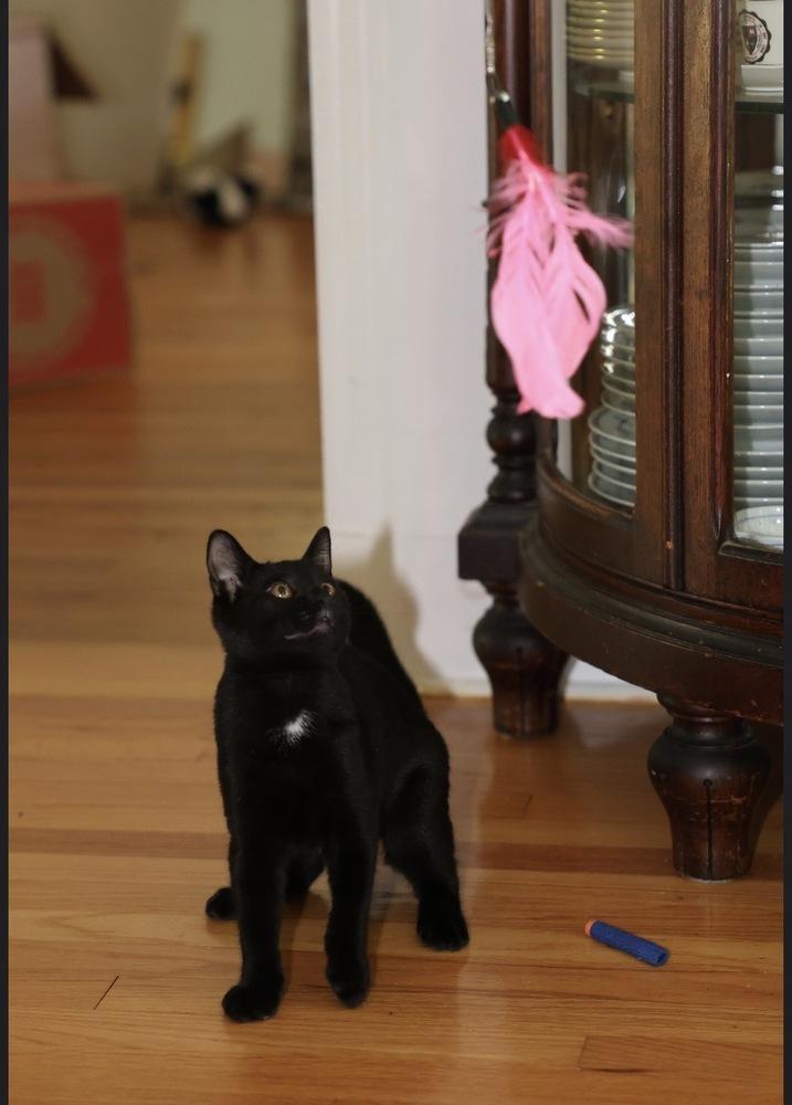 Enlarge Initials Kitten:  BB, a Adoptable mixed breed in Warren, CT image 2/6