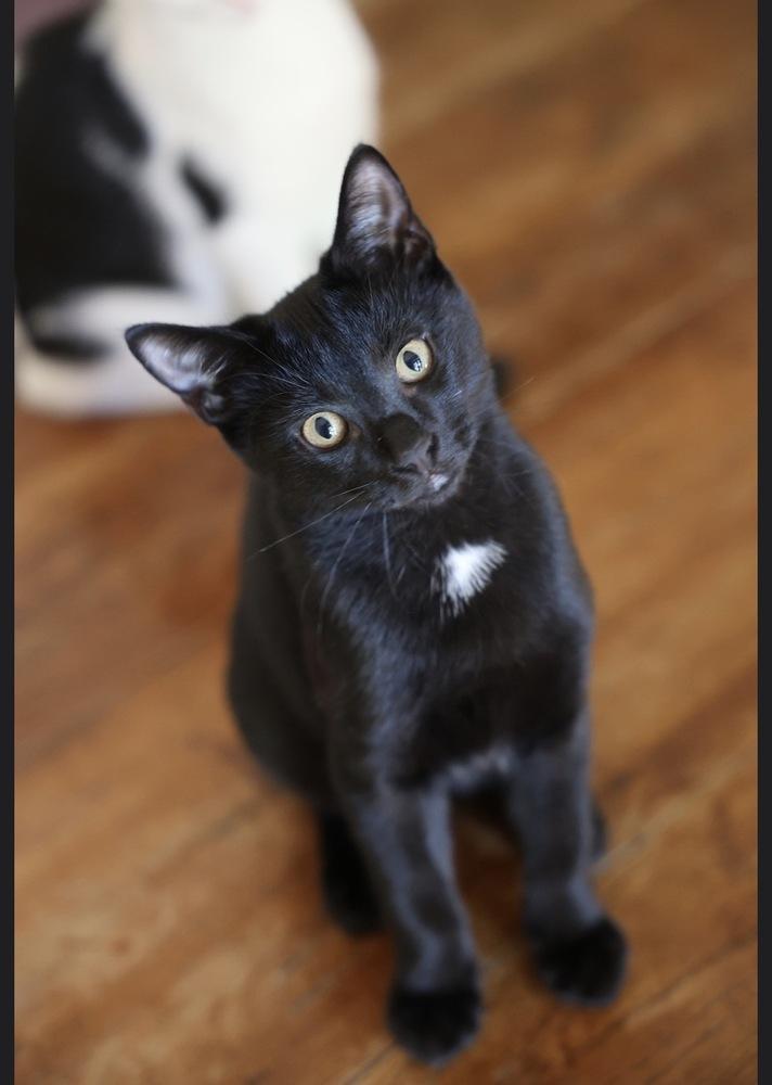 Initials Kitten: BB, Adoptable, Kitten Male Domestic Short Hair.