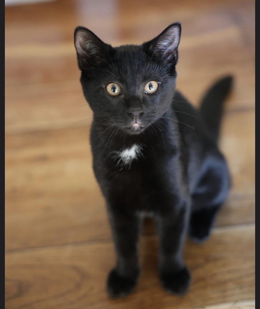 Enlarge Initials Kitten:  BB, a Adoptable mixed breed in Warren, CT image 3/6