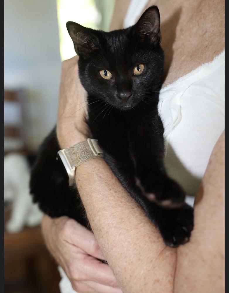 Enlarge Initials Kitten:  BB, a Adoptable mixed breed in Warren, CT image 5/6