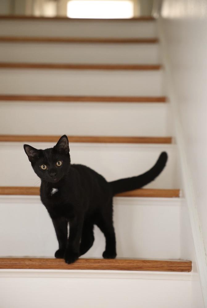 Enlarge Initials Kitten:  BB, a Adoptable mixed breed in Warren, CT image 6/6