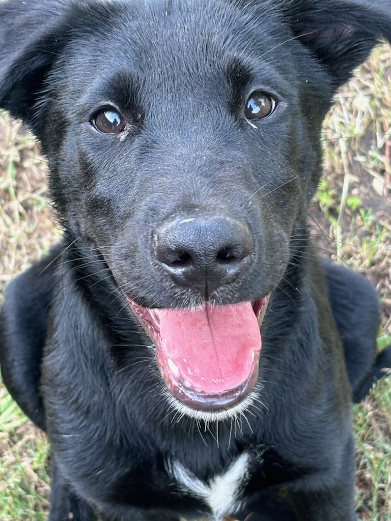 Ben, Young Male Labrador Retriever