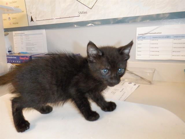 PANCIT, Adoptable, Kitten Male Domestic Short Hair.