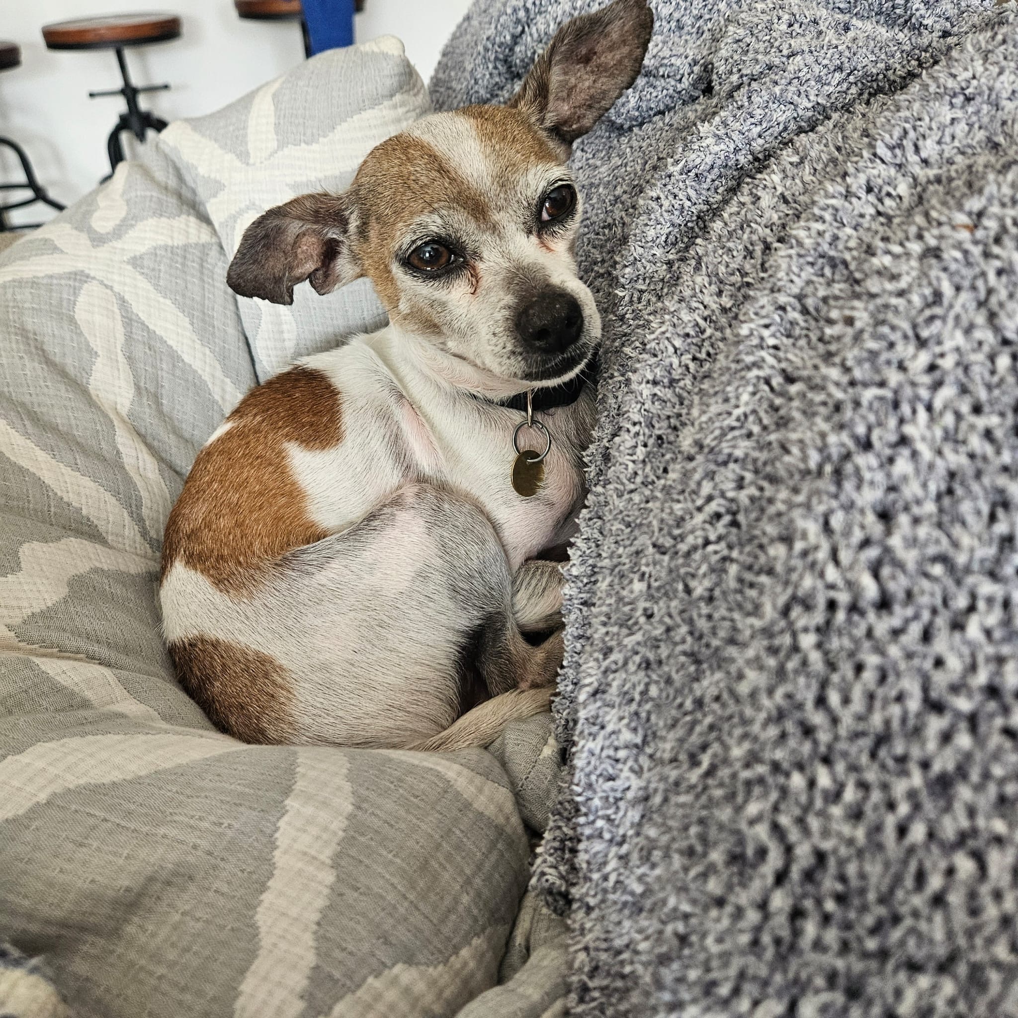 Enlarge Armando, a Adoptable Chihuahua in Jersey City, NJ image 6/6