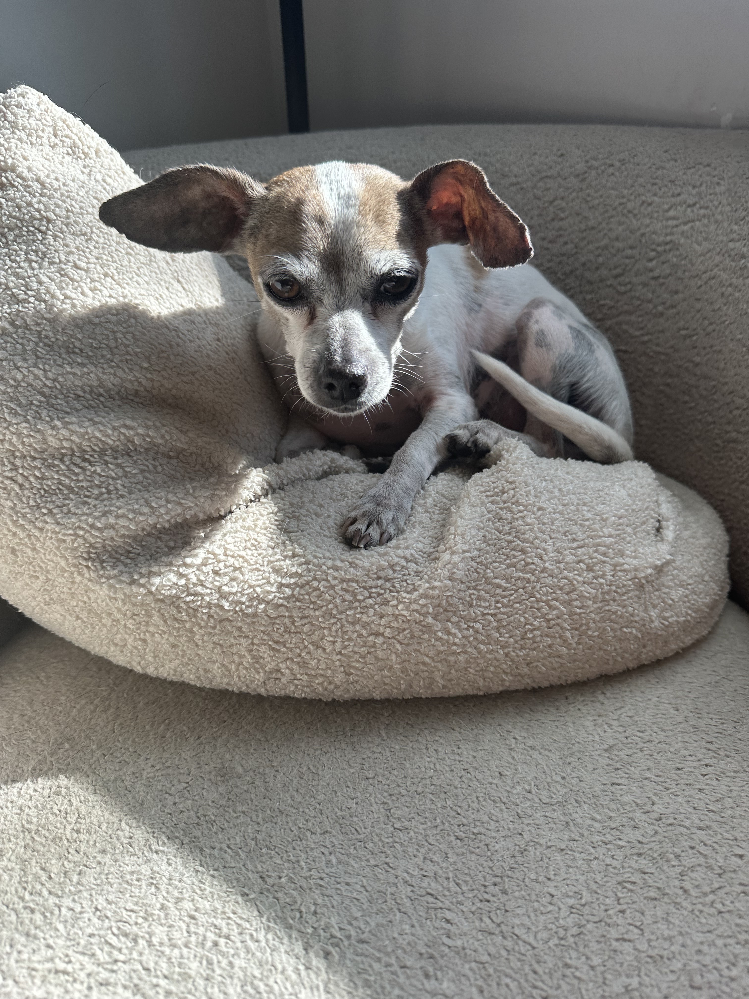 Enlarge Armando, a Adoptable Chihuahua in Jersey City, NJ image 2/6