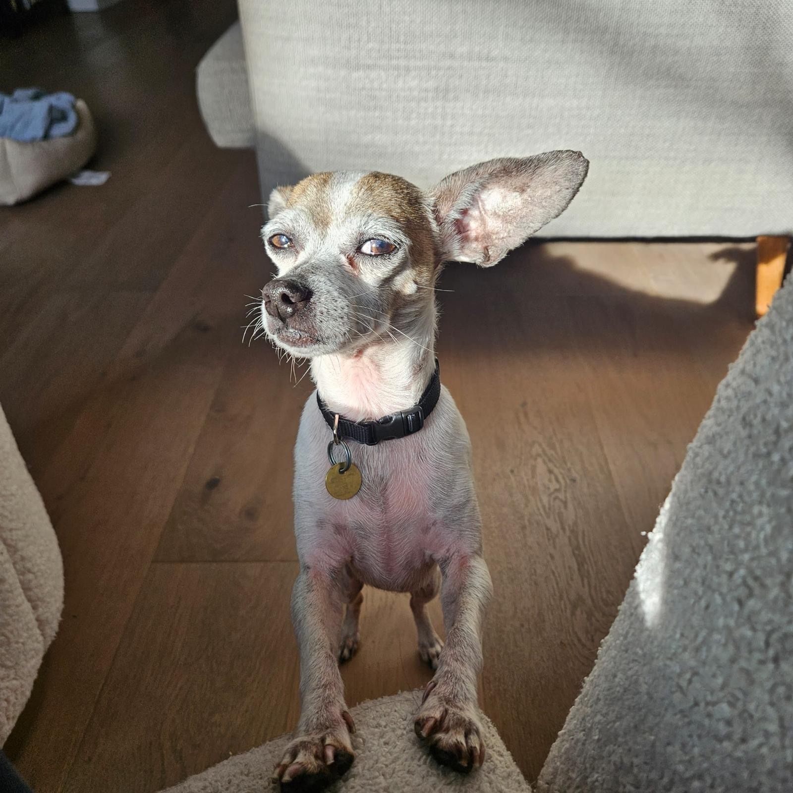 Enlarge Armando, a Adoptable Chihuahua in Jersey City, NJ image 3/6