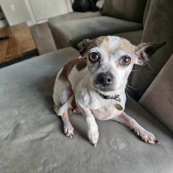 Armando, Adoptable, Senior Male Chihuahua.