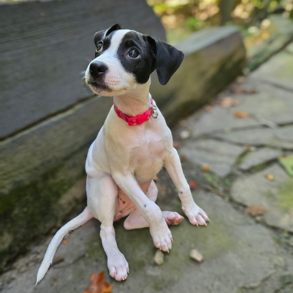 Molly Moo, Adoptable, Puppy Female Mixed Breed.