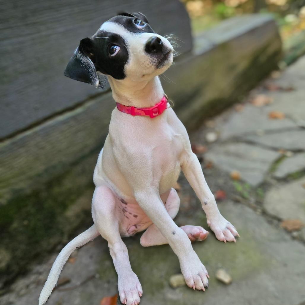 Enlarge Molly Moo, a Adoptable Mixed Breed in Durham, NC image 2/6