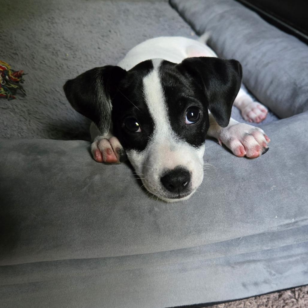 Enlarge Molly Moo, a Adoptable Mixed Breed in Durham, NC image 3/6