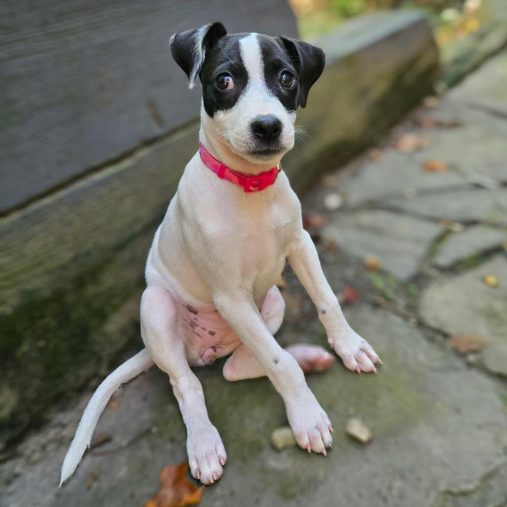 Enlarge Molly Moo, a Adoptable Mixed Breed in Durham, NC image 4/6