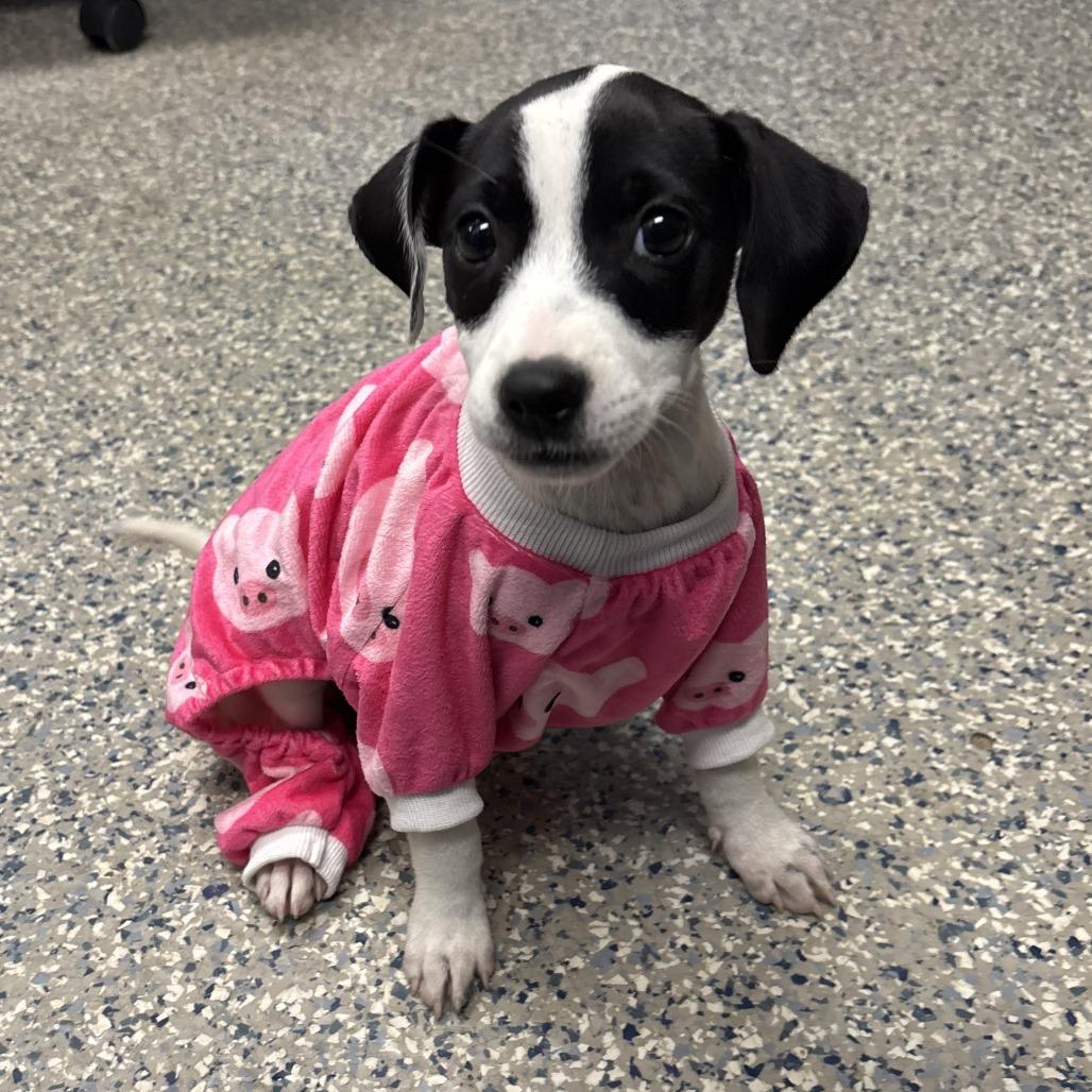 Enlarge Molly Moo, a Adoptable Mixed Breed in Durham, NC image 5/6