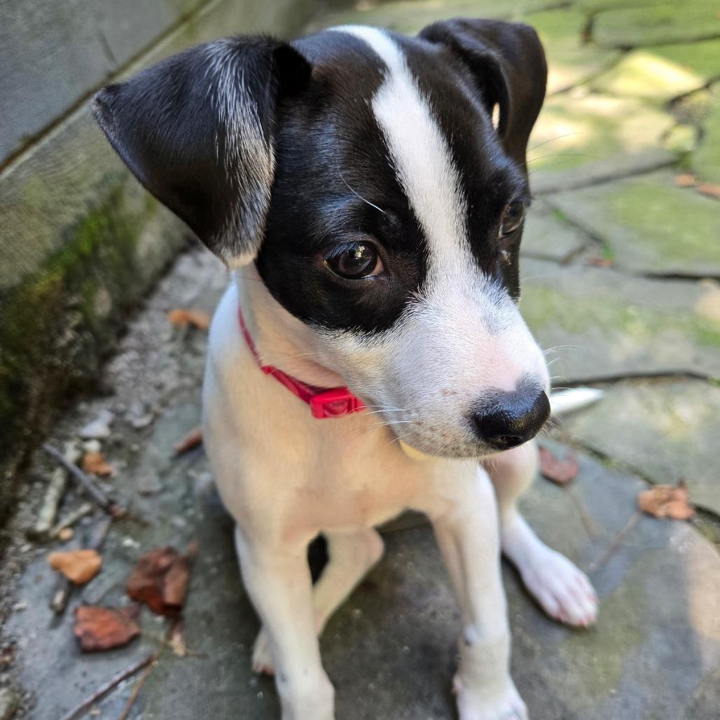 Enlarge Molly Moo, a Adoptable Mixed Breed in Durham, NC image 6/6