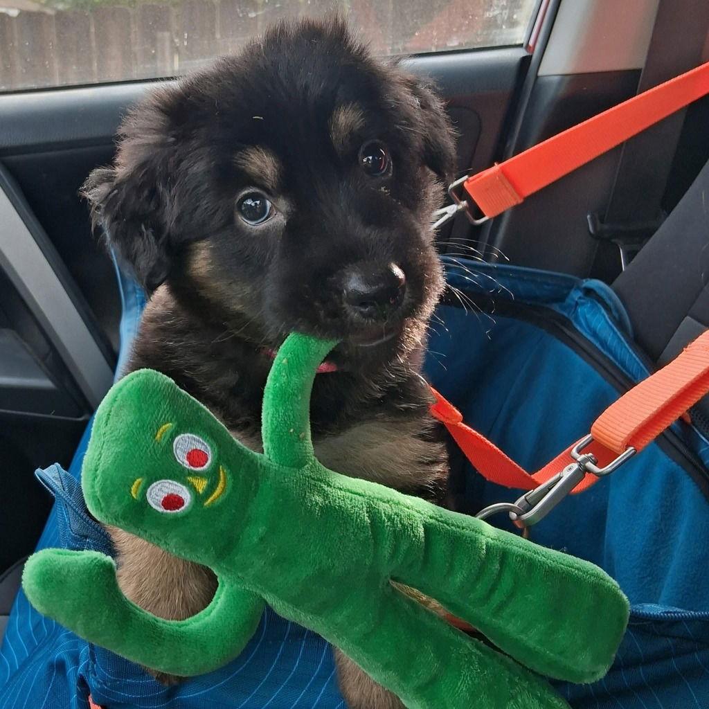 Lacey, Adoptable, Puppy Female German Shepherd Dog & Terrier.