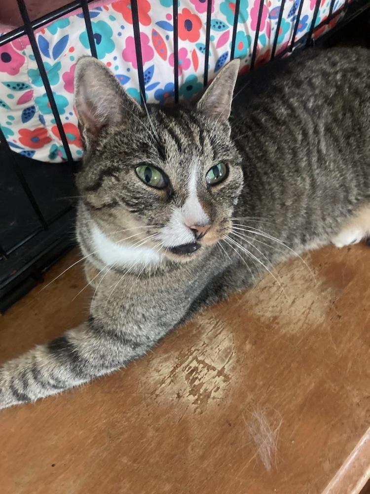 Cinderella, Adoptable, Senior Female Domestic Short Hair.