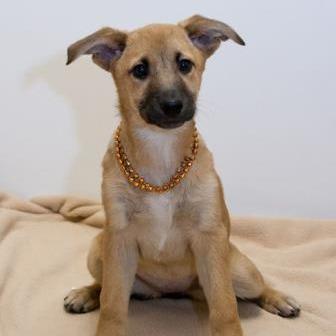 Wylee, Adoptable, Senior Female Mixed Breed.