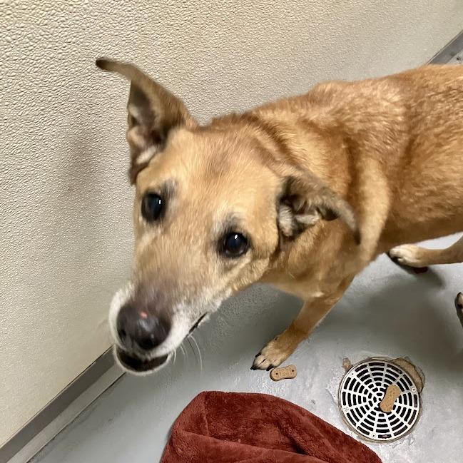 Enlarge Wylee, a Adoptable Mixed Breed in DeKalb, IL image 2/2
