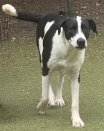 Enlarge charlotte, a Adoptable mixed breed in hagerstown, MD image 5/6