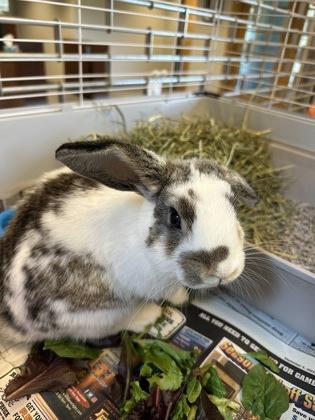 Enlarge Tortellini, a Adoptable mixed breed in Quakertown, PA image 1/3