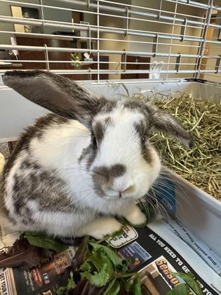 Enlarge Tortellini, a Adoptable mixed breed in Quakertown, PA image 3/3