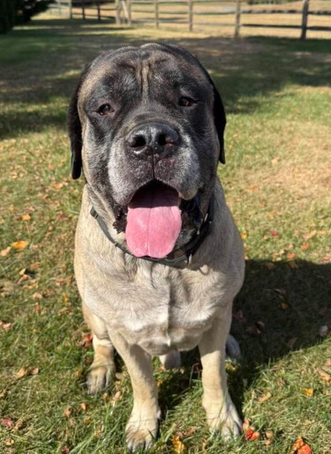Enlarge Max, an adopted Mastiff in COEUR D ALENE, ID image 1/1
