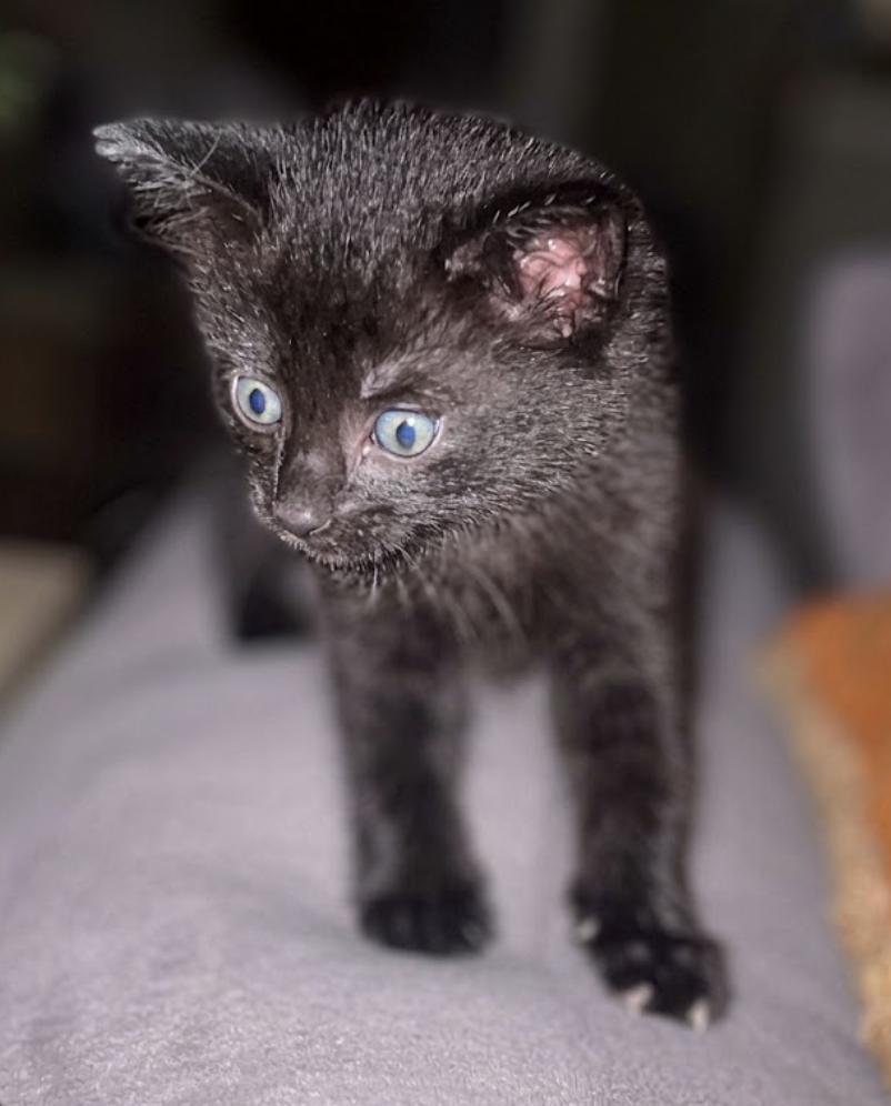 Enlarge Syracuse, a Adoptable Domestic Short Hair in Houston, TX image 2/5