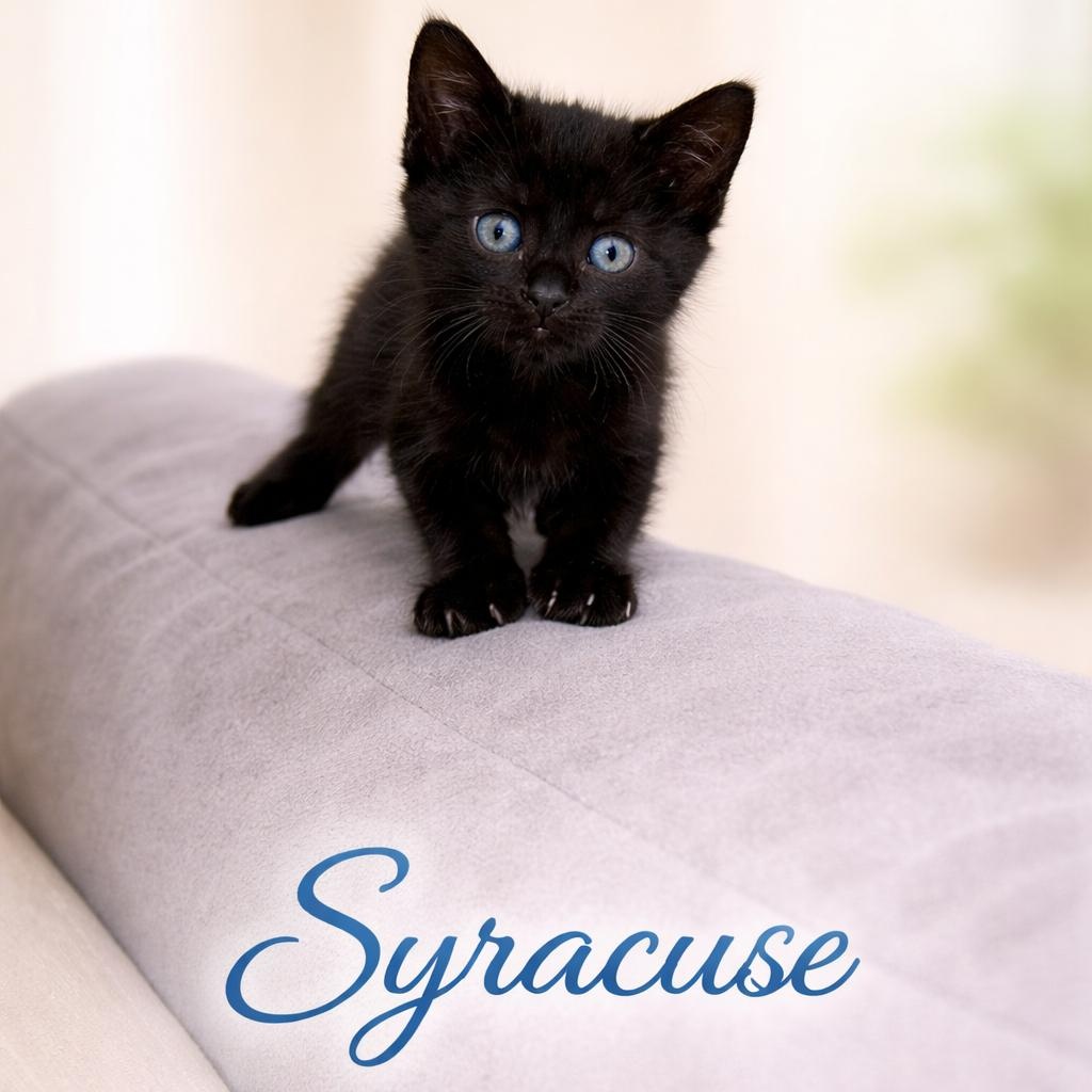 Syracuse, Adoptable, Kitten Male Domestic Short Hair.